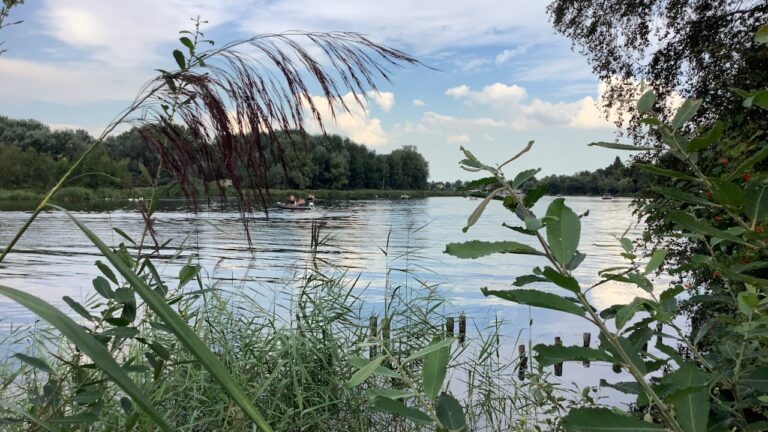 Werk mee om het Ratteneiland drassig te houden