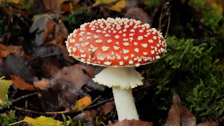 Geen zin in voetbal? U kunt naar een lezing over paddenstoelen!