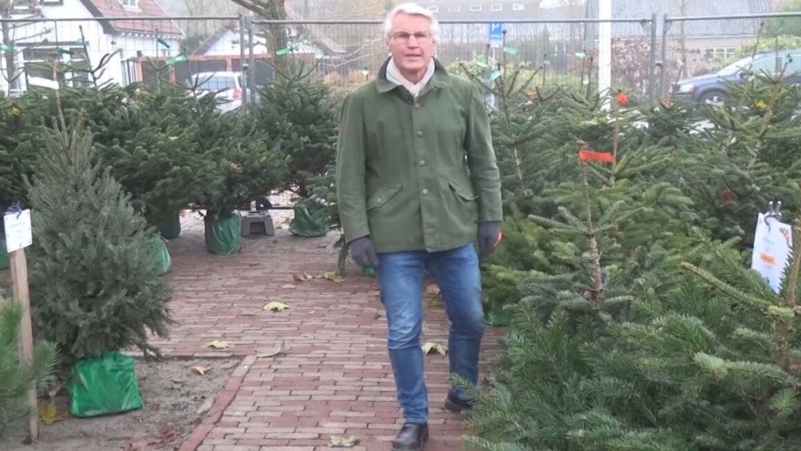 Welke kerstboom koop ik?