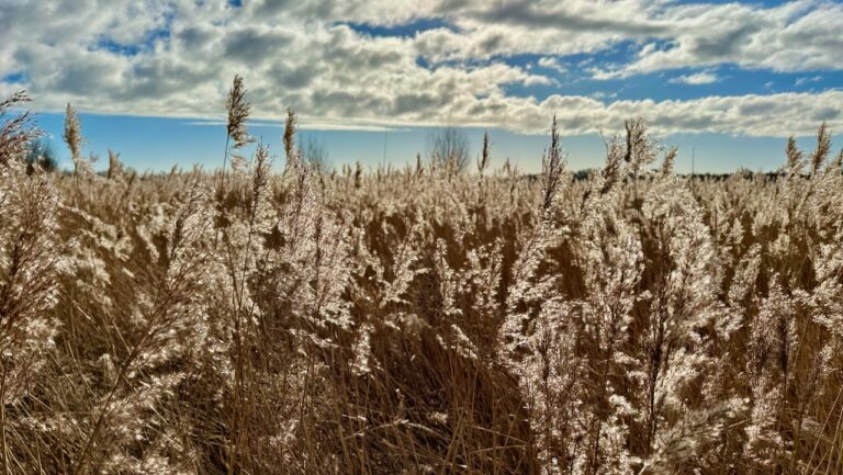 De lente is vroeg dit jaar – en dat valt in het Twiske al te zien