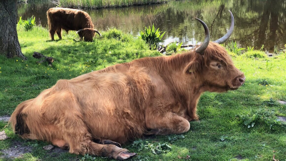Wandelen met natuurgids Henk Strijker in het Twiske