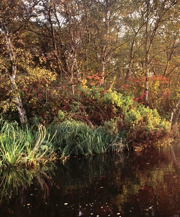 Vaar mee door het ‘mangrove’ broekbos in het Ilperveld