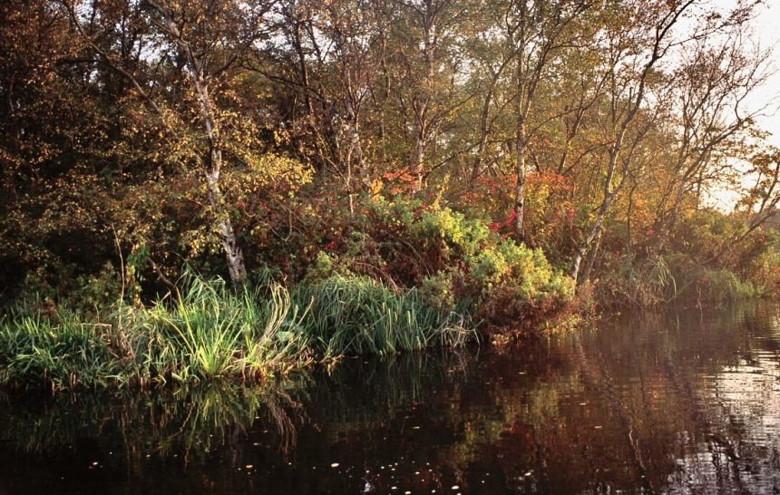 Vaar mee door het ‘mangrove’ broekbos in het Ilperveld