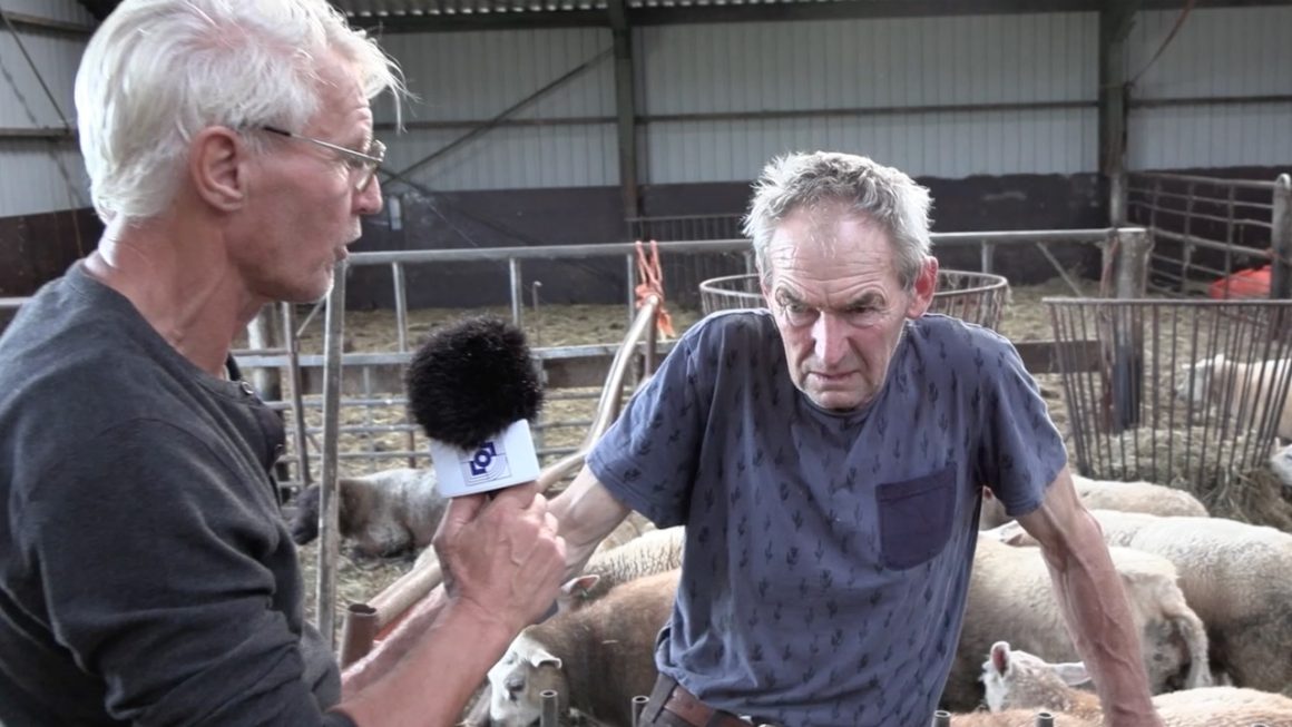 Bij boer Roeper zijn al meer dan honderd schapen bezweken aan blauwtong