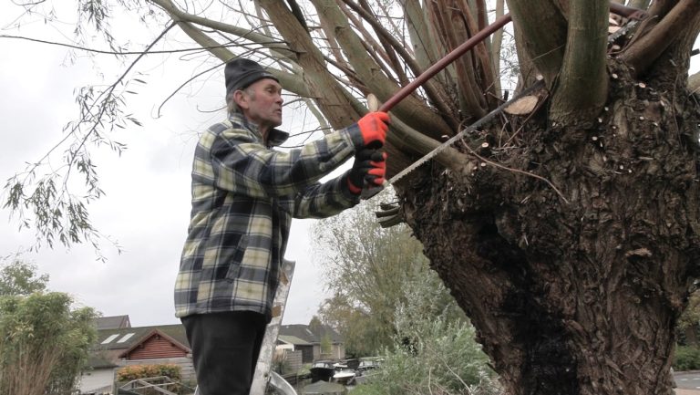 Wilgenkap voorlopig uitgesteld