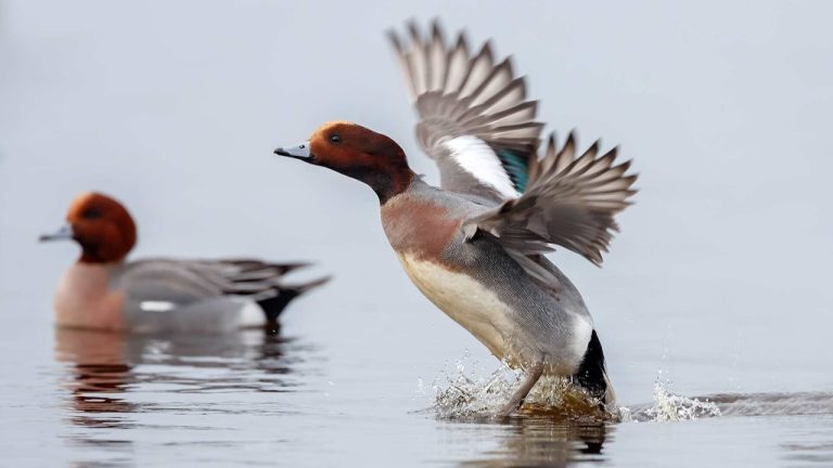 Vaarexcursie door het Ilperveld, in volle herfsttooi