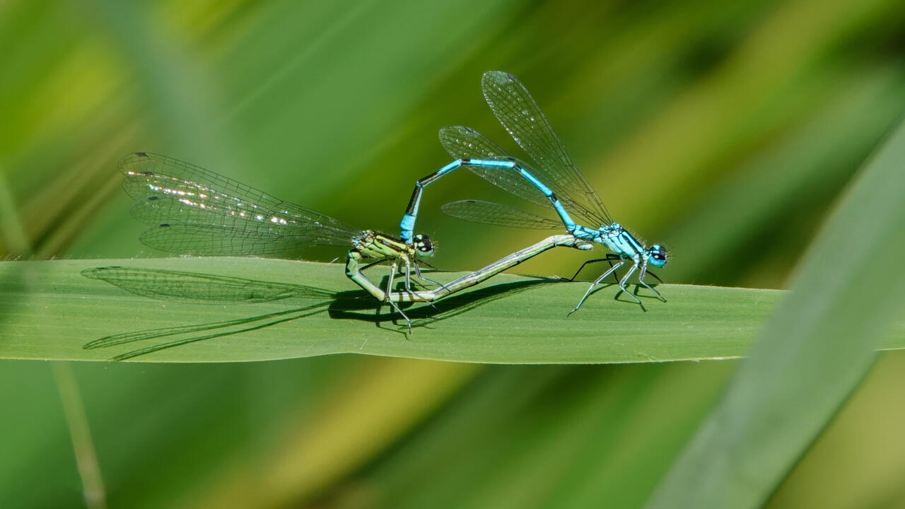 Orchideeën en libellen fotografiewandeling zaterdag 25 mei in het Twiske