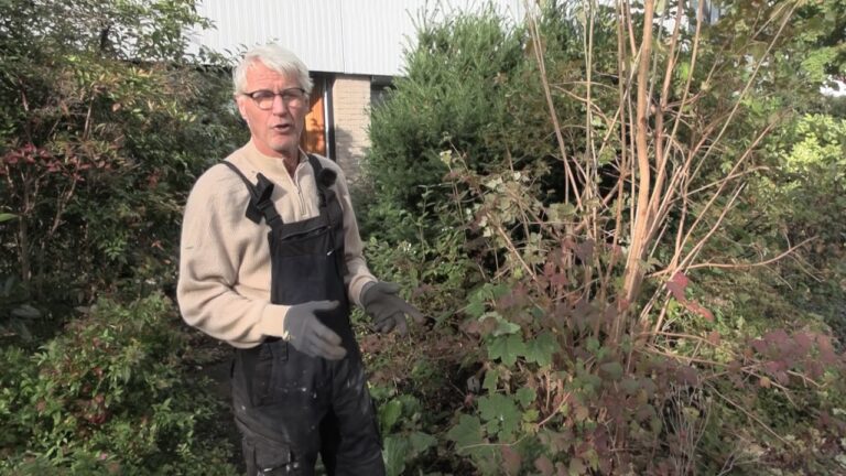 In de laatste Bloeiend Landsmeer: snoeien en tuinonderhoud