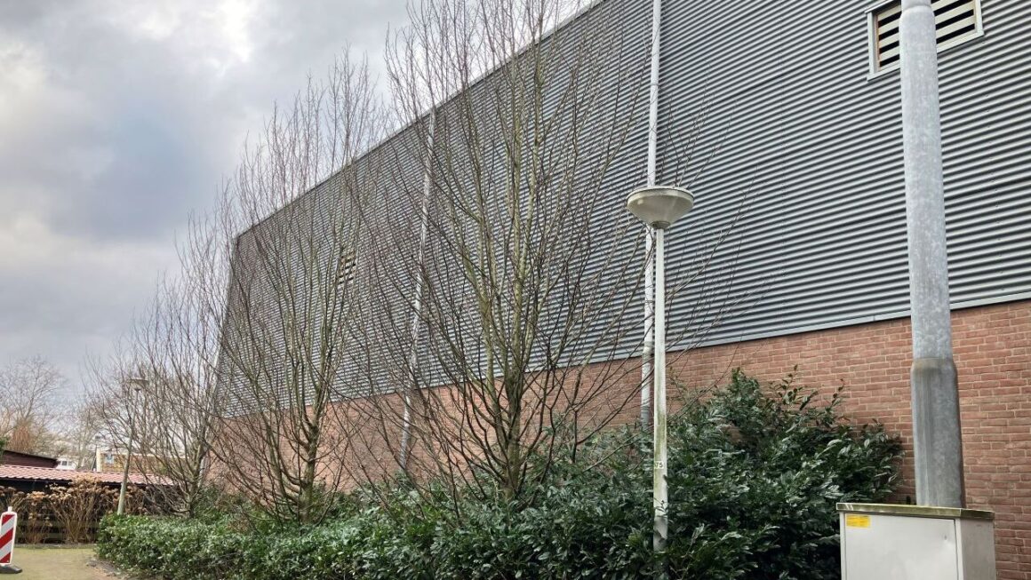 Beukenboom aan Marktplein moet wijken voor verzamelcontainers