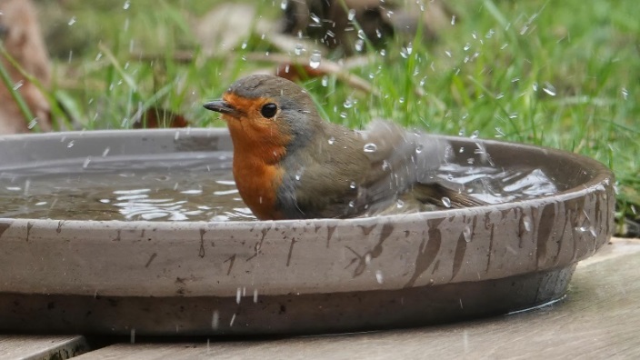 Lezing: Maak van je tuin een vogelparadijs