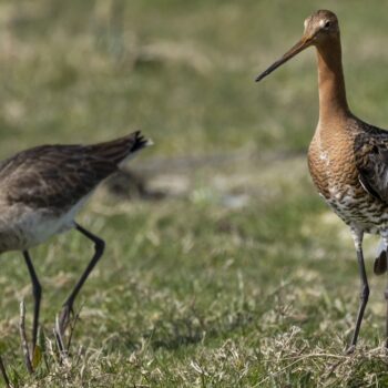 Vaarexcursie door lente-achtig Ilperveld