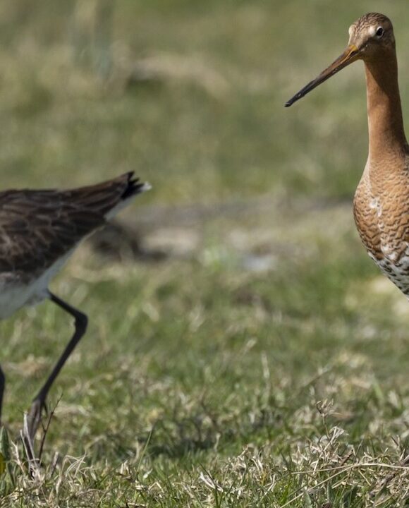 Vaarexcursie door lente-achtig Ilperveld