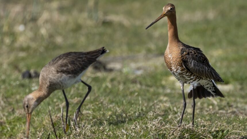 Beleef de terugkeer van weidevogels in het Ilperveld