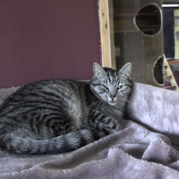 ‘A cats dream’: een kattenpension in Landsmeer