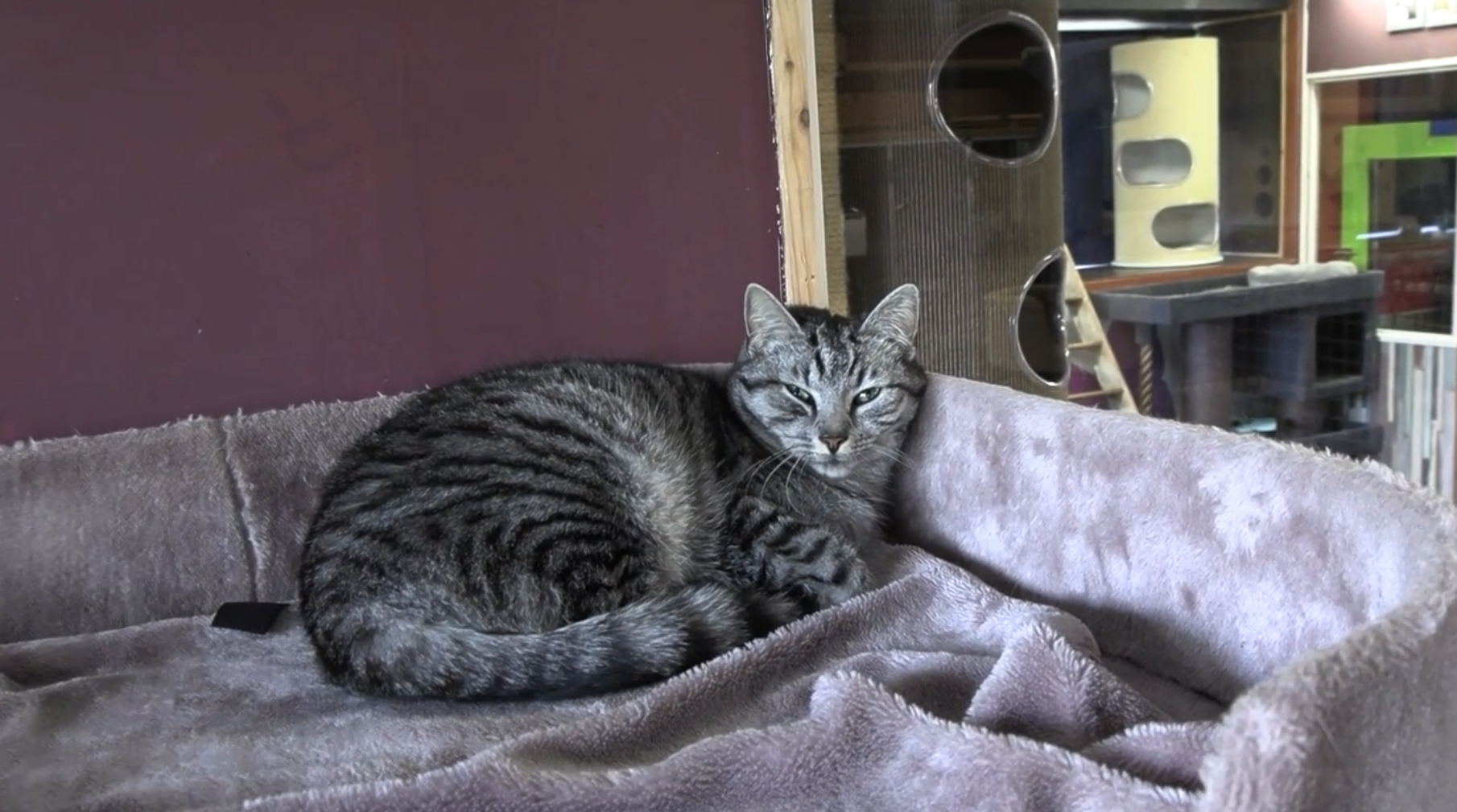 ‘A cats dream’: een kattenpension in Landsmeer