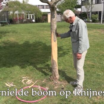 Duizenden euro’s schade door vernieling boom op Rhijnestein