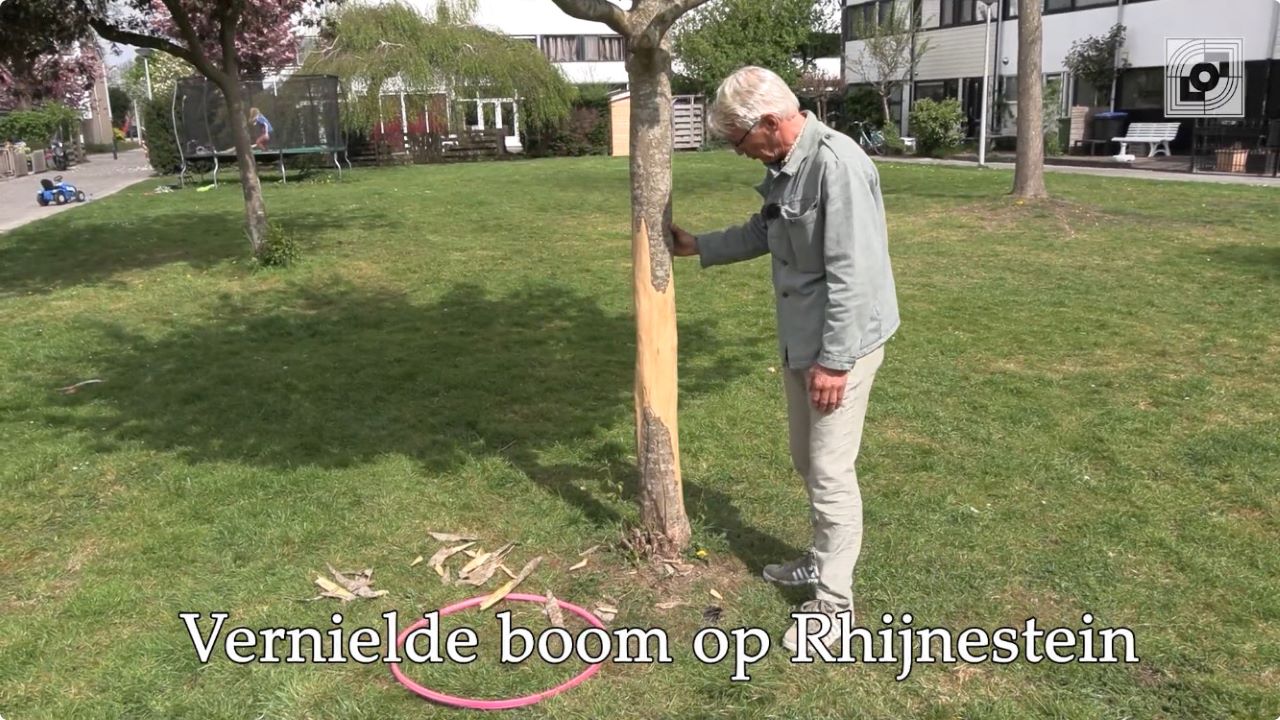 Duizenden euro’s schade door vernieling boom op Rhijnestein