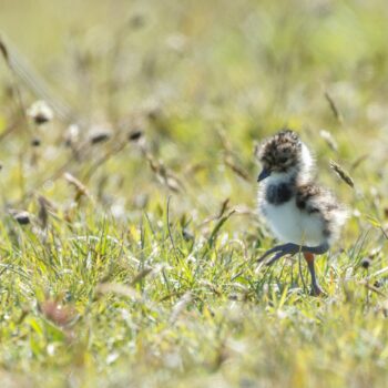 Eerste weidevogelkuikens gespot in het Ilperveld – excursie vanaf het water