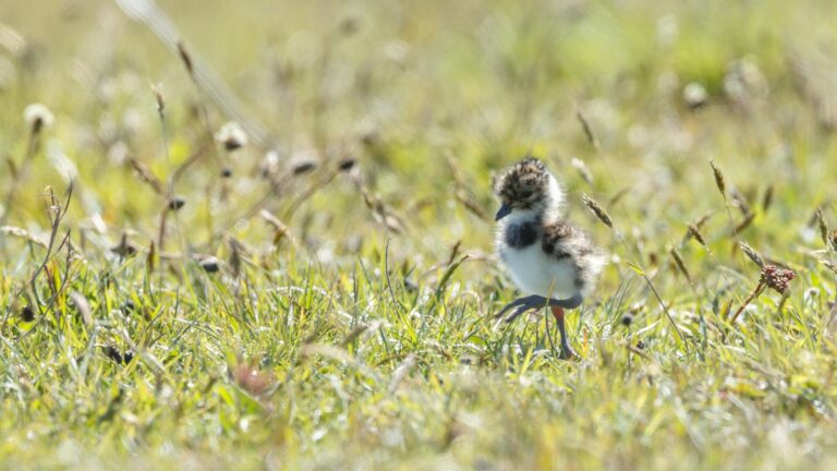 Eerste weidevogelkuikens gespot in het Ilperveld – excursie vanaf het water