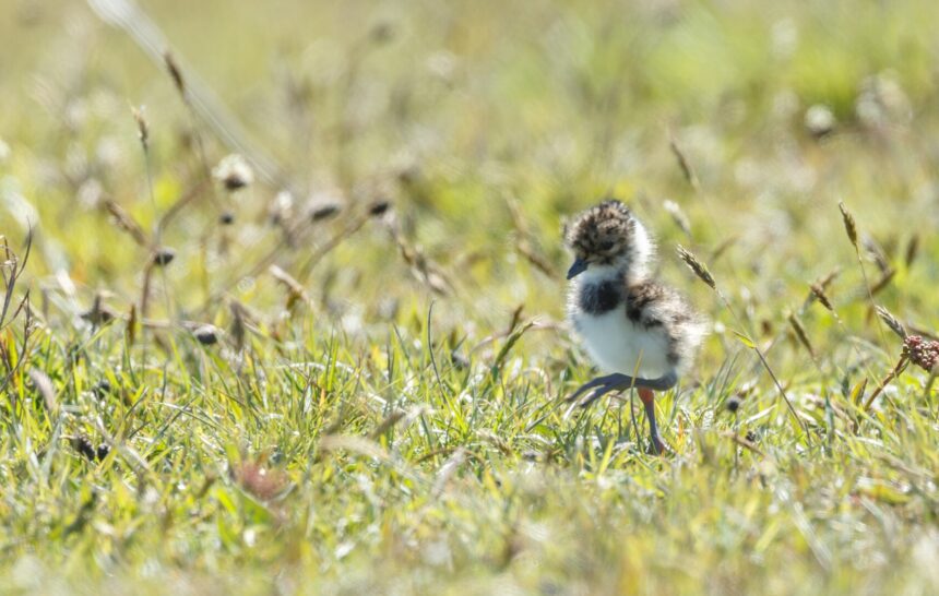 Eerste weidevogelkuikens gespot in het Ilperveld – excursie vanaf het water