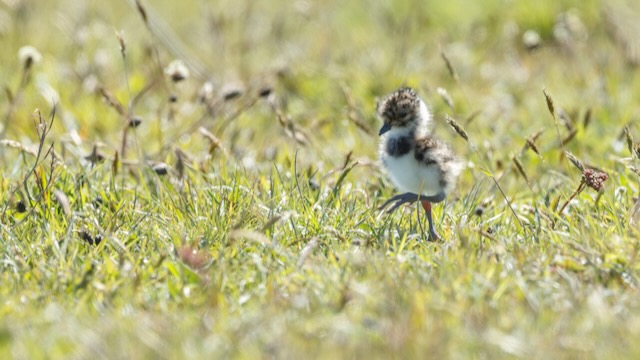 Eerste weidevogelkuikens in het Ilperveld zien? Vaar mee met het Landschap Noord-Holland