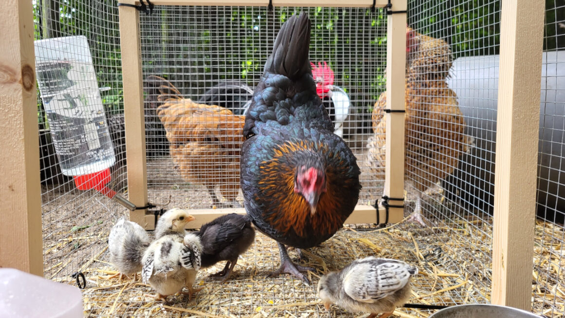 Stiekeme romance in het kippenhok leidt tot aanwas pluimveestapel in Wijkpark