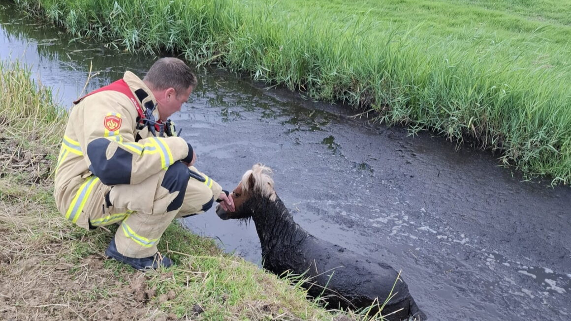Brandweer helpt paard uit de sloot bij het Pieter Weerspad