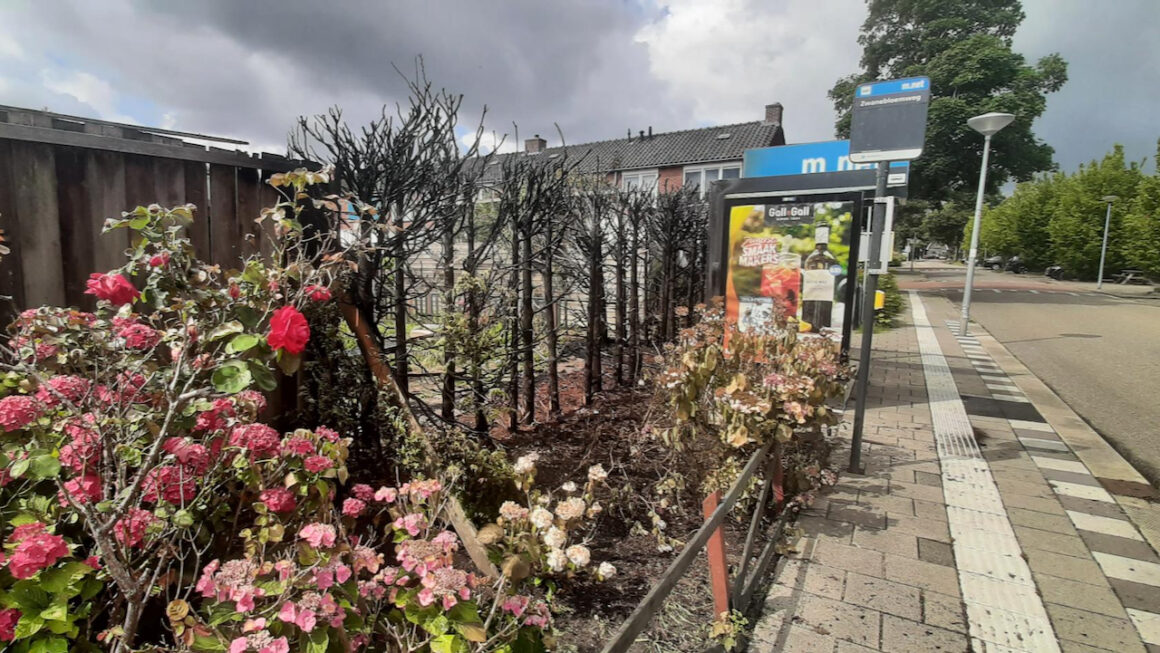 signal-2025-07-16-115051_002 (1) Coniferenhaag sneuvelt in aangestoken vuurtje