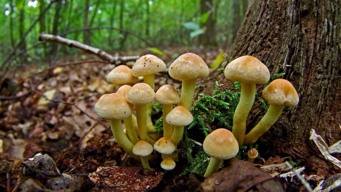 Herfst in het Ilperveld – vaartocht met gids