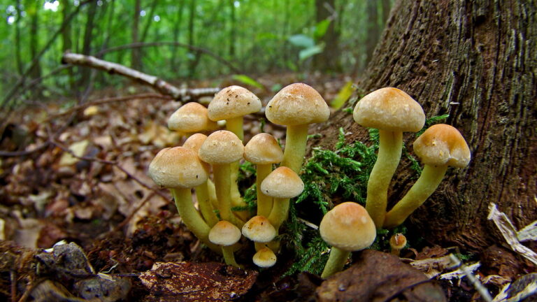 Herfst in het Ilperveld – vaartocht met gids