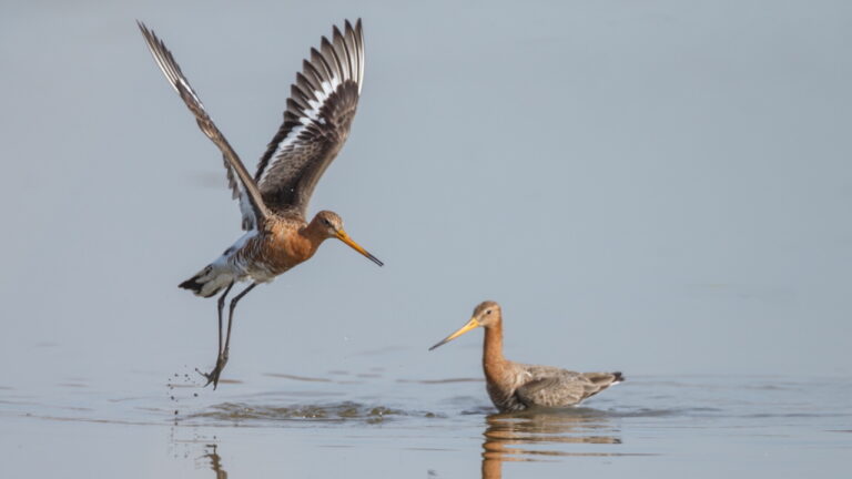 De laatste trekvogels vetrekken uit het Ilperveld