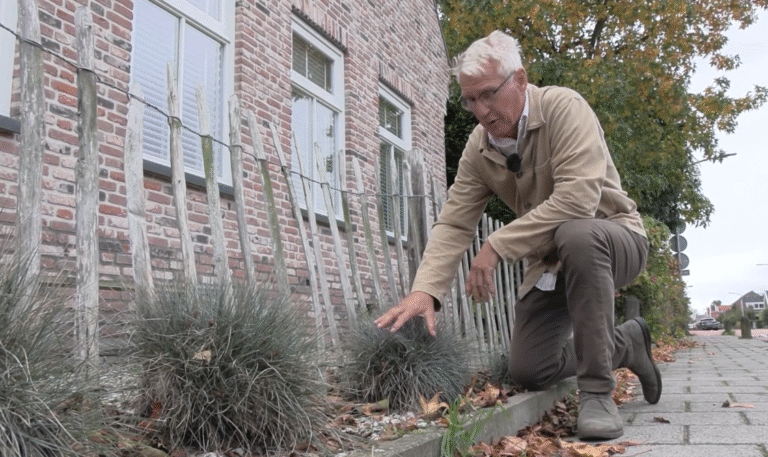 Siergrassen brengen structuur, beweging en sfeer in de tuin. Bloeiend Landsmeer zoekt bijzondere soorten