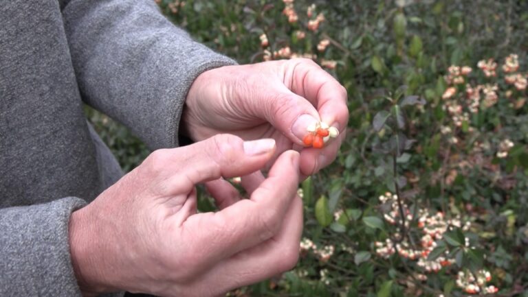 Bloeiend Landsmeer op zoek naar de laatste bessen