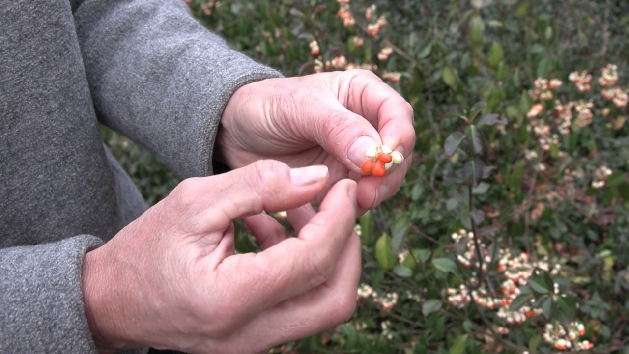 Bloeiend Landsmeer op zoek naar de laatste bessen