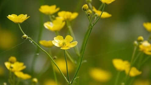 Op jacht naar bloeiende wilde planten in het Twiske