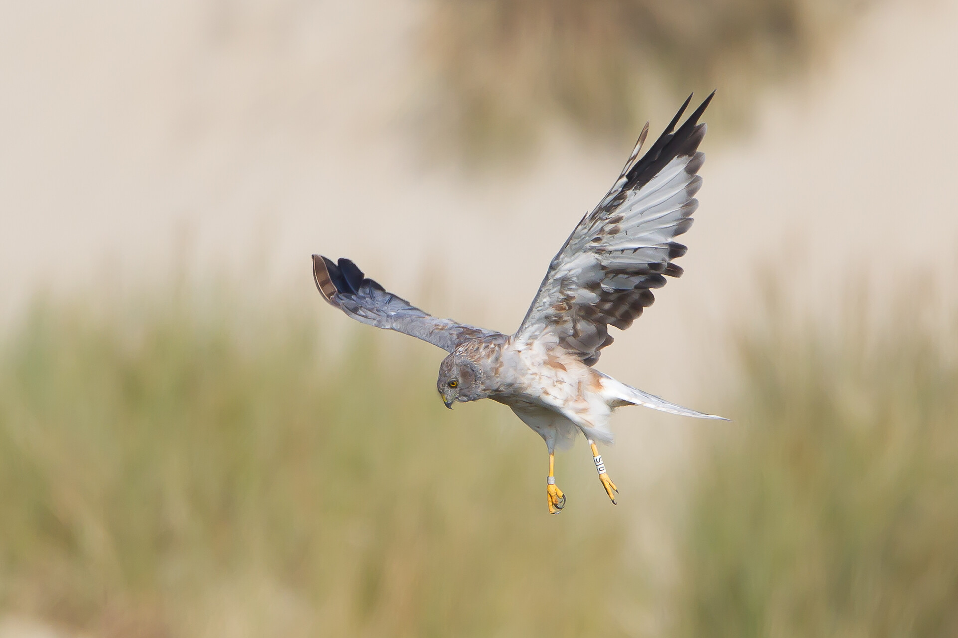 Vroeg op pad voor de blauwe kiekendief in het Ilperveld
