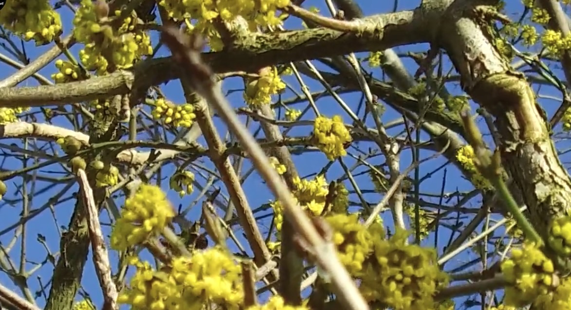 Bloeiend Landsmeer zoekt de eerste bloemen