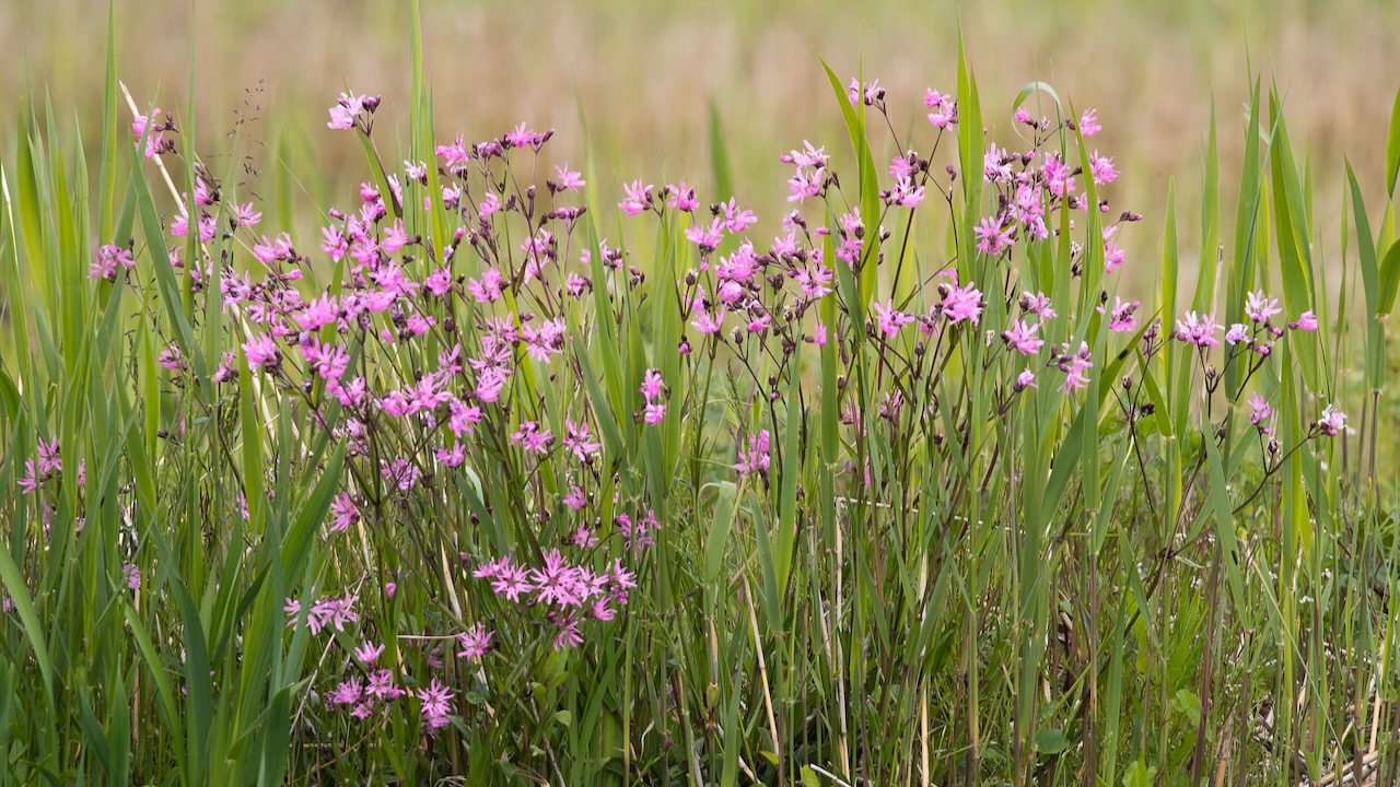 Excursie: voorjaarsbloemen in het Ilperveld