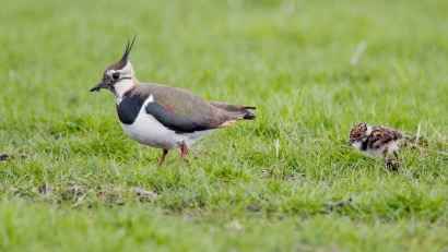 Eerste weidevogelkuikens te zien tijdens vaartocht door Ilperveld