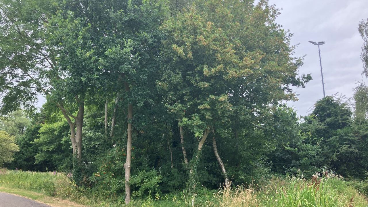 Onderhoud aan bomen in de openbare ruimte van start gegaan